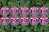 10 Tins CBD Pouches - Mixed Berry